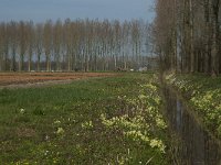NL, Noord-Brabant, Boxtel, Bundersdijk 13, Saxifraga-Willem van Kruijsbergen